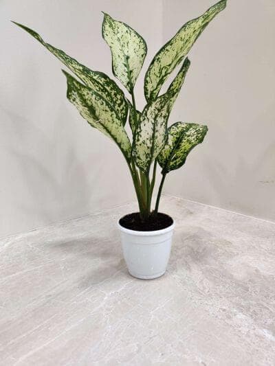 Aglaonema Snow White 7 cm pot