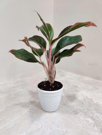 Aglaonema Red Lipstick 7 cm pot
