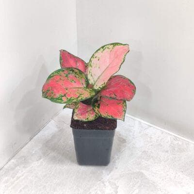 Aglaonema Beauty Plants 7 cm pot