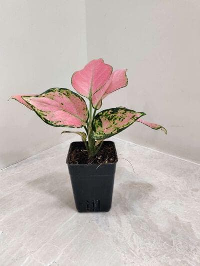 Aglaonema Pink Valentine 7 cm pot