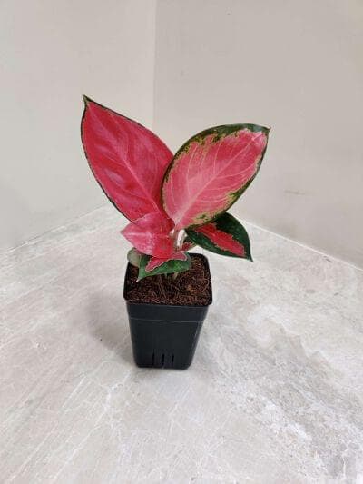 Aglaonema Thailand Red 7 cm pot