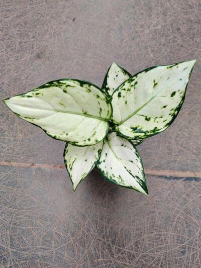 Aglaonema Super White 7 cm pot