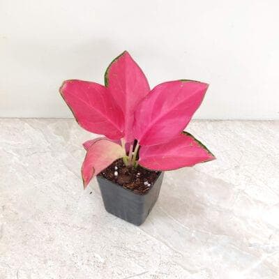 Aglaonema China Red 7 cm pot