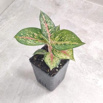 Aglaonema Ten Karat 7 cm pot
