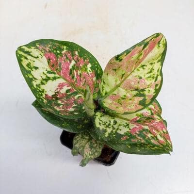 Aglaonema Tricolor 7 cm pot
