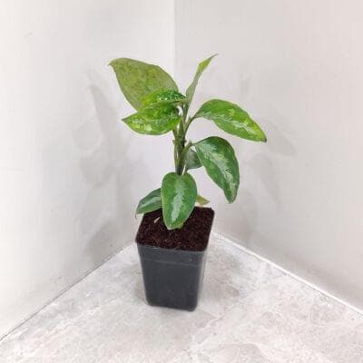Aglaonema Pictum Tricolor 7 cm pot