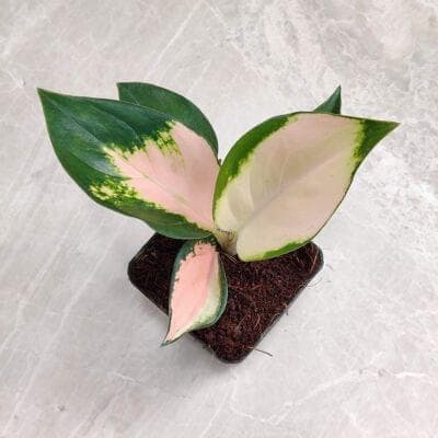 Aglaonema Peach Cochin 7 cm pot