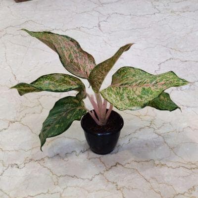 Aglaonema Ten Karat Plants 8.5 cm Pot