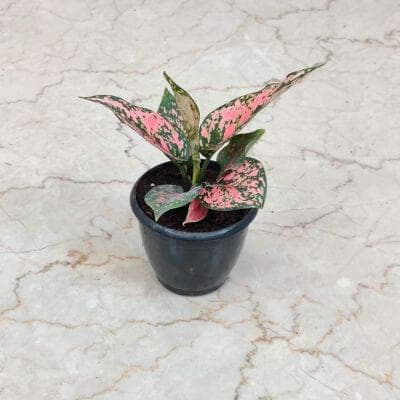 Aglaonema Kumkum Plants 8.5 cm pot