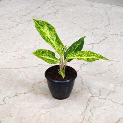 Aglaonema Chinese Evergreen Plants 8.5 cm pot