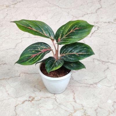 Aglaonema Red Emerald Plants 8.5 cm pot