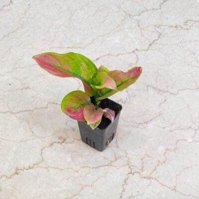 Aglaonema Red Apple Plants 8.5 cm pot