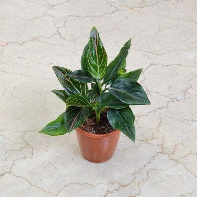 Aglaonema Red Vein 10 cm pot