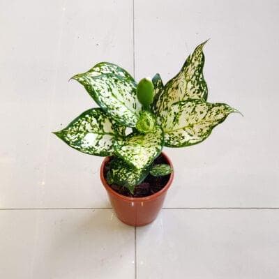Aglaonema White Anjuman 10 cm pot