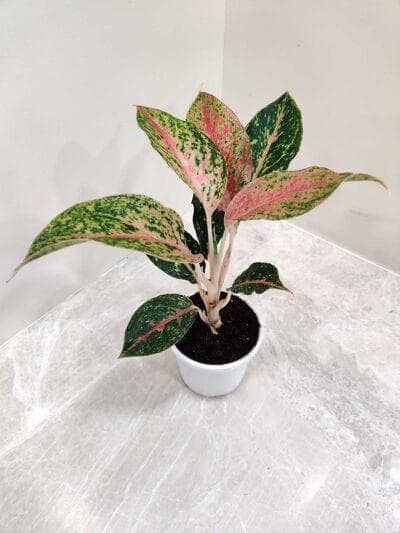 Aglaonema Fireworks 10 cm pot