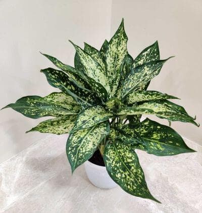 Aglaonema Snow White 12 cm pot