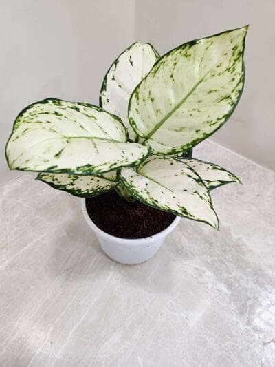 Aglaonema Super White 12 cm pot