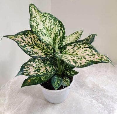 Aglaonema White Anjuman 12 cm pot