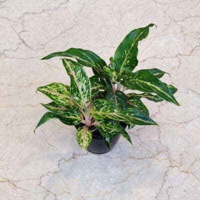 Aglaonema Butterfly 12 cm pot