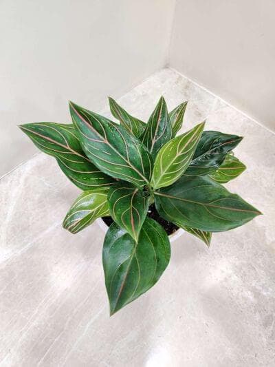 Aglaonema Red Vein 12 cm pot