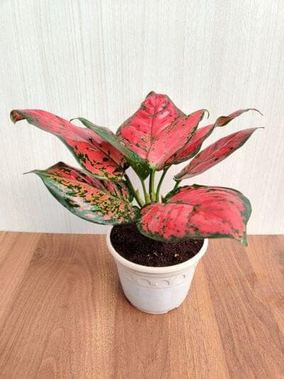 Aglaonema Beauty 12 cm pot
