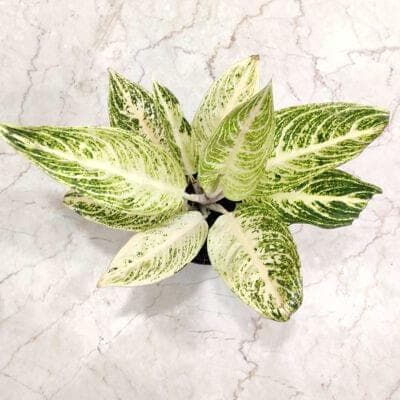 Aglaonema White Legacy 12 cm pot
