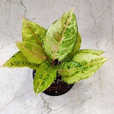 Aglaonema Lucky Frozen Ruby 12 cm pot