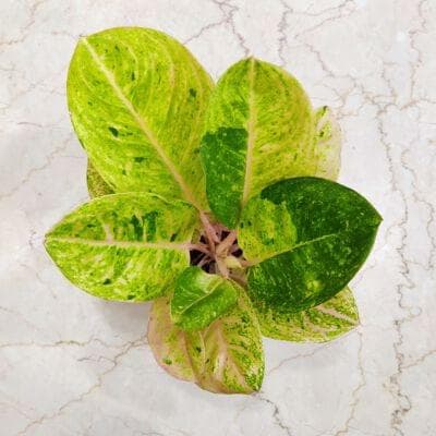 Aglaonema Pink Emerald 12 cm pot