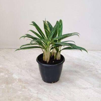 Aglaonema Bai Kaw Plants 12 cm pot