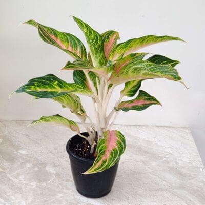Aglaonema Pink Panama 12 cm pot