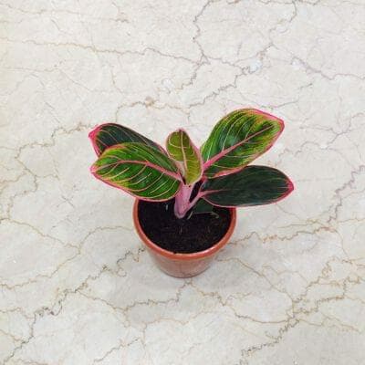 Aglaonema Pink Khanza 12 cm pot