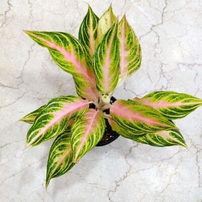 Aglaonema Peach Panama 12 cm pot