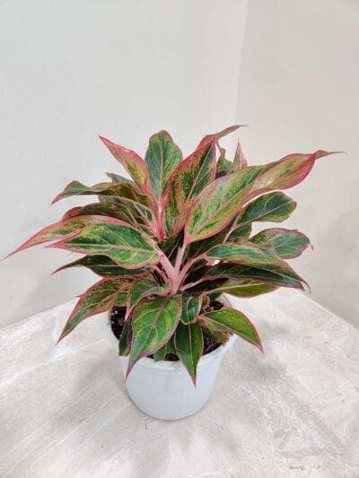 Aglaonema Red Lipstick 15 cm pot