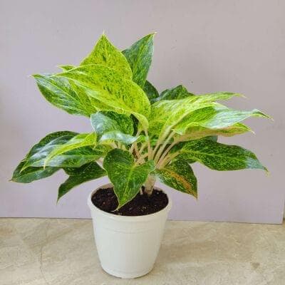 Aglaonema White Laksub 15 cm pot