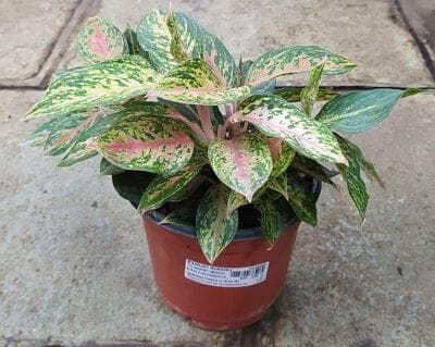 Aglaonema Fireworks 15 cm pot