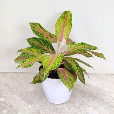 Aglaonema Golden Papaya 15 cm pot