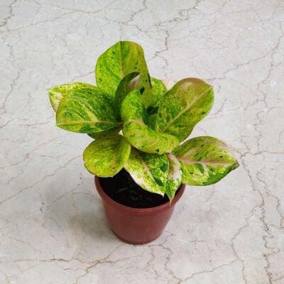 Aglaonema Pink Emerald Plants 15 cm pot