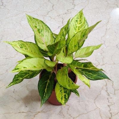 Aglaonema Lucky Frozen Ruby 15 cm pot