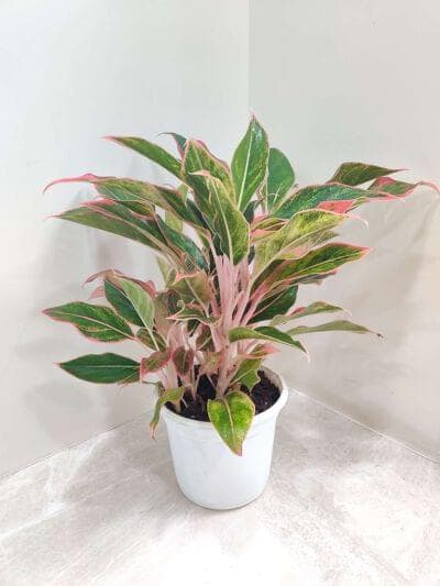 Aglaonema Pink Lipstick 18 cm pot