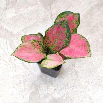 Aglaonema Pink Beauty 7 cm pot