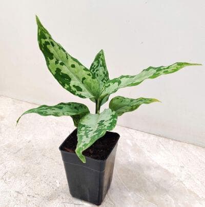 Aglaonema Pictum Tricolor 7 cm pot