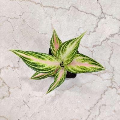 Aglaonema Pink Panama 8.5 cm pot