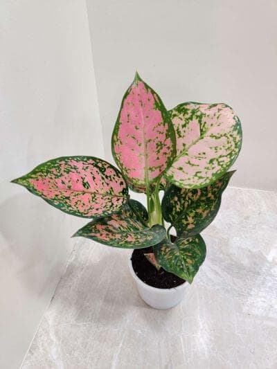 Aglaonema Anjuman 10 cm pot