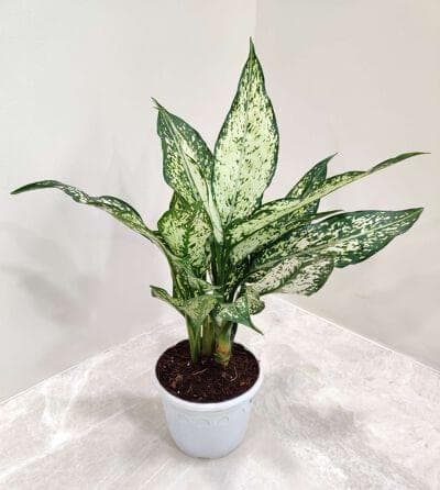 Aglaonema Snow White 10 cm pot