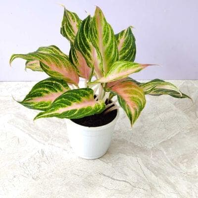 Aglaonema Pink Panama 10 cm pot