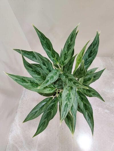 Aglaonema White Stem 12 cm pot