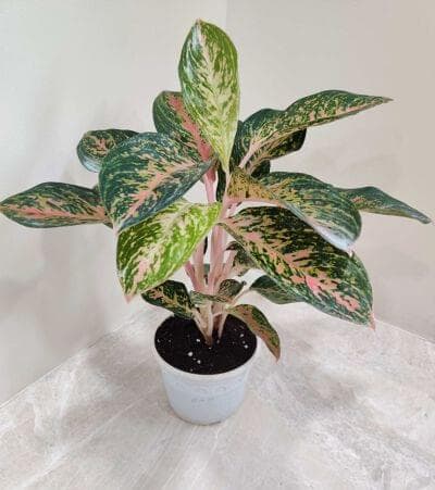 Aglaonema Fireworks 12 cm pot