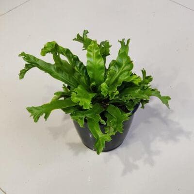 Asplenium Leslie 12 cm pot