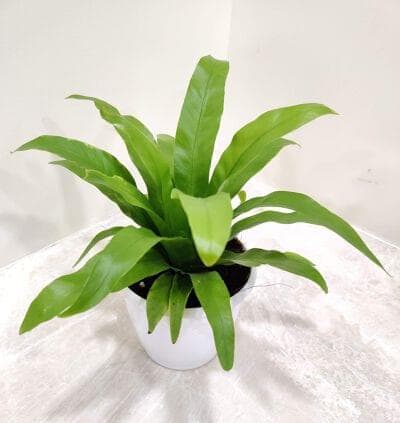 Asplenium Nidus 12 cm pot