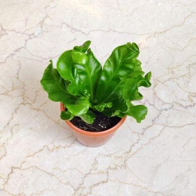 Asplenium Cobra 12 cm pot